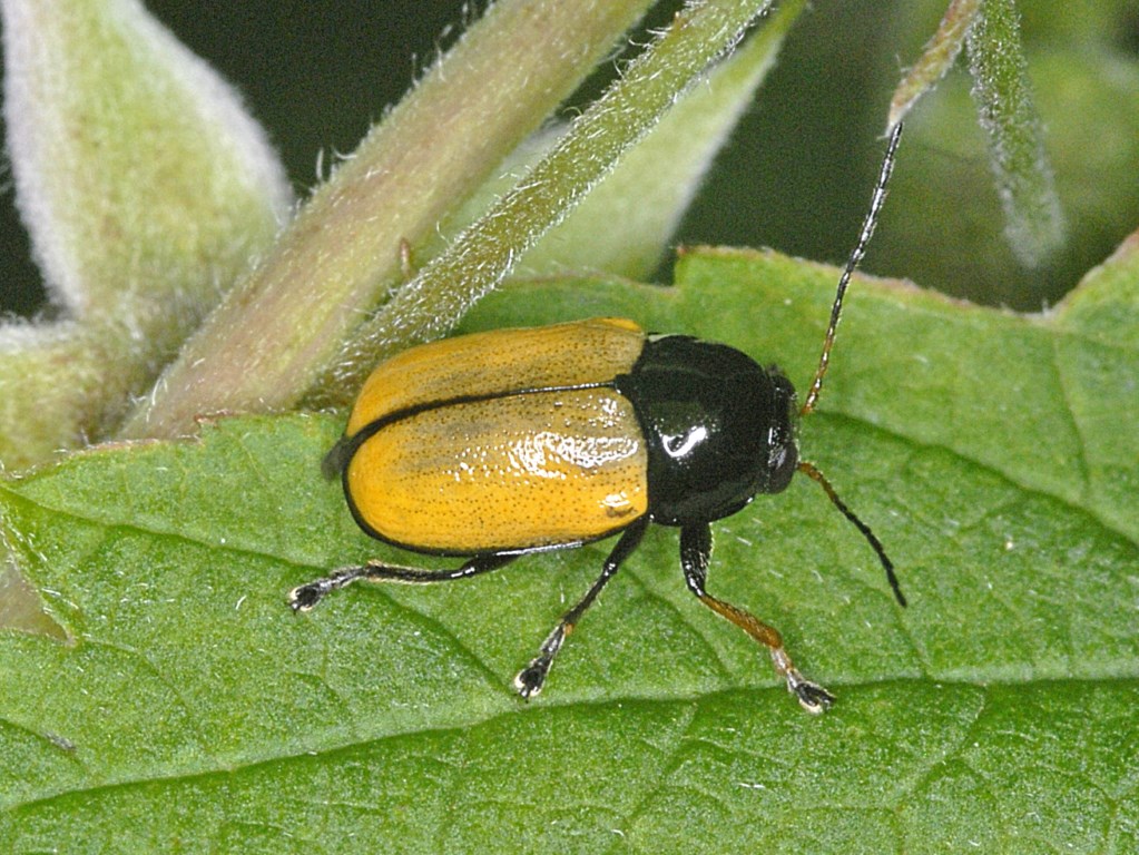 Un piccolo Cryptocephalus giallo e nero: C. marginatus?